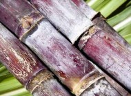 Rhum agricole et industriel : de jus de canne à sucre et de mélasse