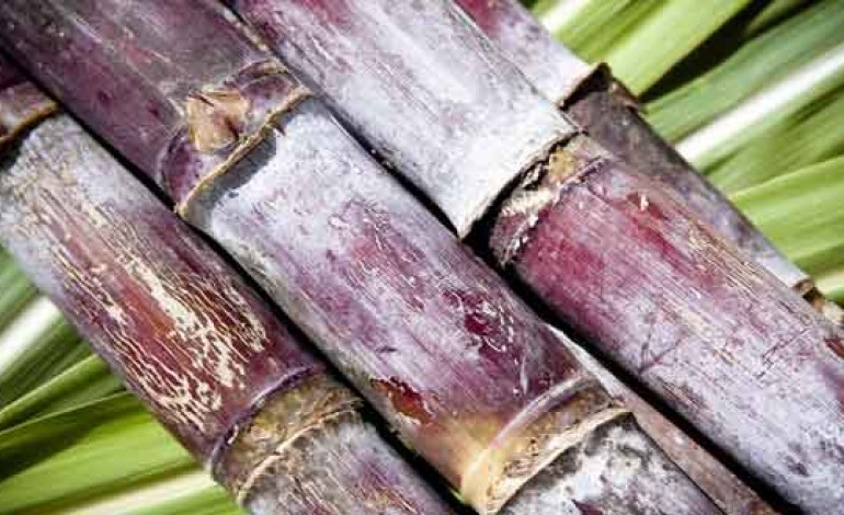 Rhum agricole et industriel : de jus de canne à sucre et de mélasse