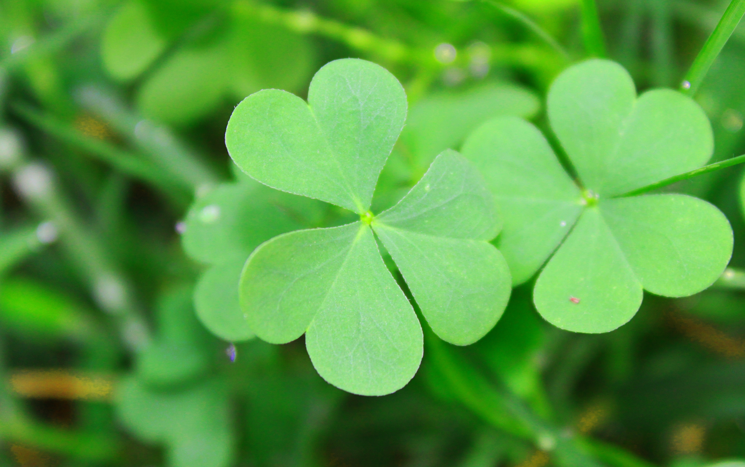 77 Irish Tattoos Shamrock, Clover, Cross 77 Irish Tattoos Shamrock, Clover, Cross